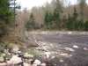 Old beaver pond northwest of Cropsey Pond